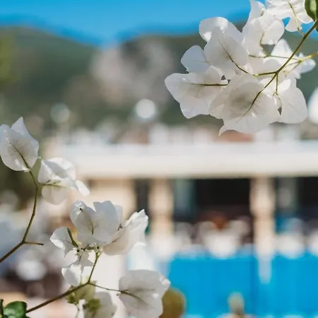 Potamitis Hotel apartamentowy Alikes